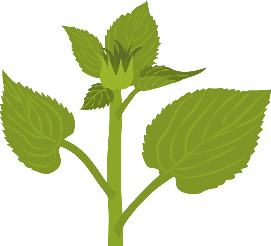 https://forge.inrae.fr/bsv/phenologicalstages/-/raw/master/sunflower/images/picto_terres_inovia_sunflower_E2a.jpg