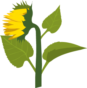https://forge.inrae.fr/bsv/phenologicalstages/-/raw/master/sunflower/images/picto_terres_inovia_sunflower_F1.jpg