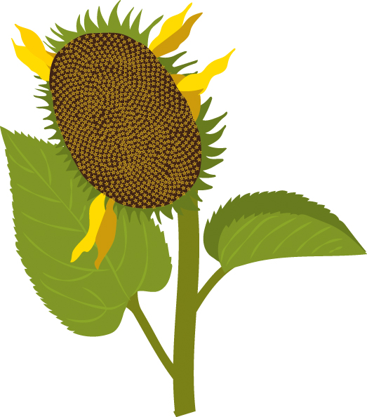 https://forge.inrae.fr/bsv/phenologicalstages/-/raw/master/sunflower/images/picto_terres_inovia_sunflower_M0.jpg