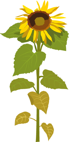 https://forge.inrae.fr/bsv/phenologicalstages/-/raw/master/sunflower/images/picto_terres_inovia_sunflower_M2.jpg