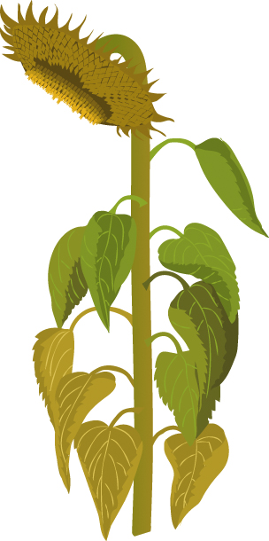 https://forge.inrae.fr/bsv/phenologicalstages/-/raw/master/sunflower/images/picto_terres_inovia_sunflower_M3.jpg