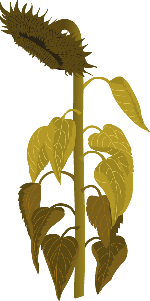 https://forge.inrae.fr/bsv/phenologicalstages/-/raw/master/sunflower/images/picto_terres_inovia_sunflower_M4.jpg